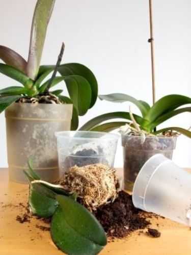 Az orchidea jól érzi magát a műanyag lyukacsos cserépben Az orchidea jól érzi magát a műanyag lyukacsos cserépben