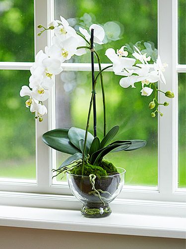 Az orchidea jól érzi magát az ablakban Az orchidea jól érzi magát az ablakban