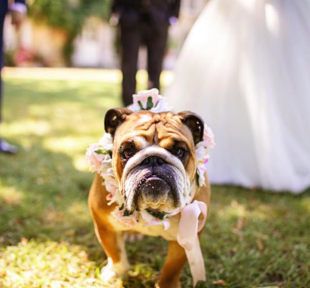 10 kutya, aki az esküvő sztárja volt - cuki fotók