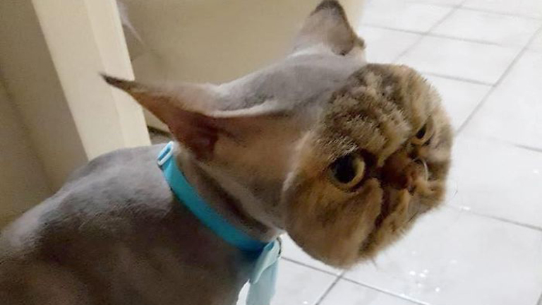 Felismerhetetlen lett a macska a kozmetikus után NLCafé