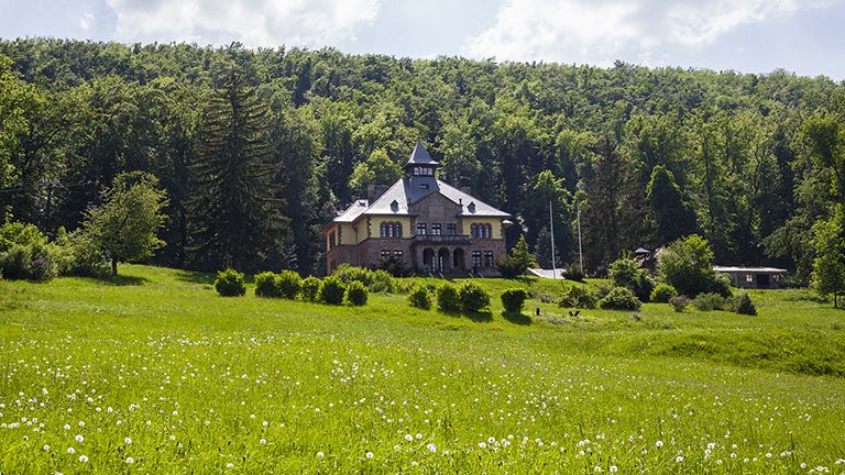 A tavaszi medvehagyma az orvost szintén távol tartja