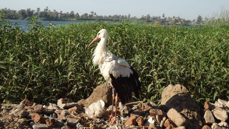 Kiengedték a magyar gólyát az egyiptomi fogságból