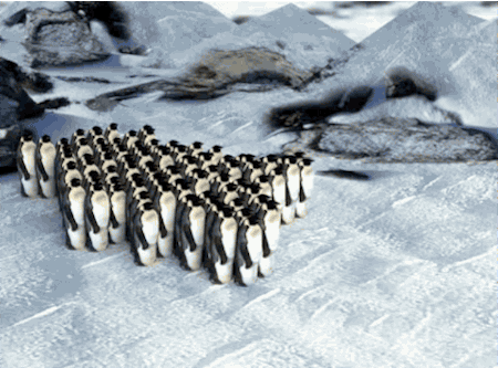 Igy menetel összebújva rengeteg császárpingvin
