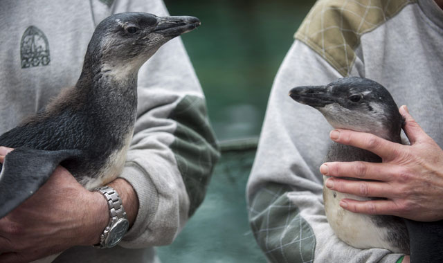 Rico (b) és Elza (j), a Fővárosi Állat- és Növénykert december elején kikelt pápaszemes pingvinjei gondozóik kezében, Fotó: Marjai János  / MTI