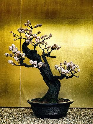 Spirituális kertészet a panelban - te is lehetsz bonsai művész