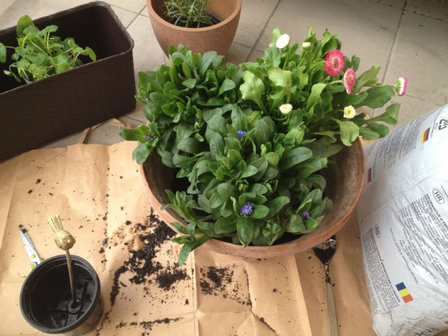 Tavaszt az erkélyre: ültess nefelejcset százszorszéppel!