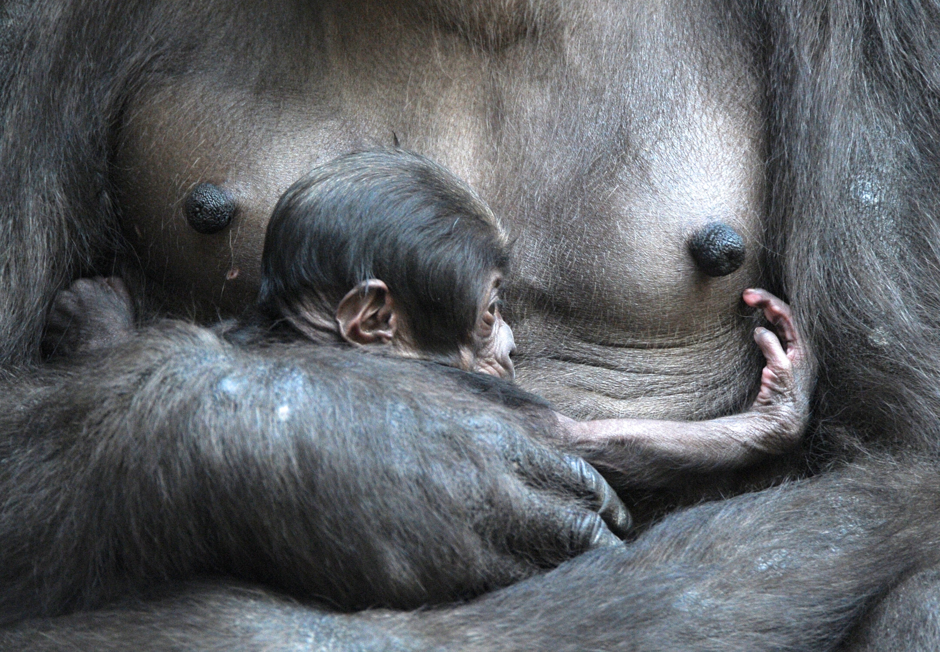 Így öleli kicsinyét a gorillamama