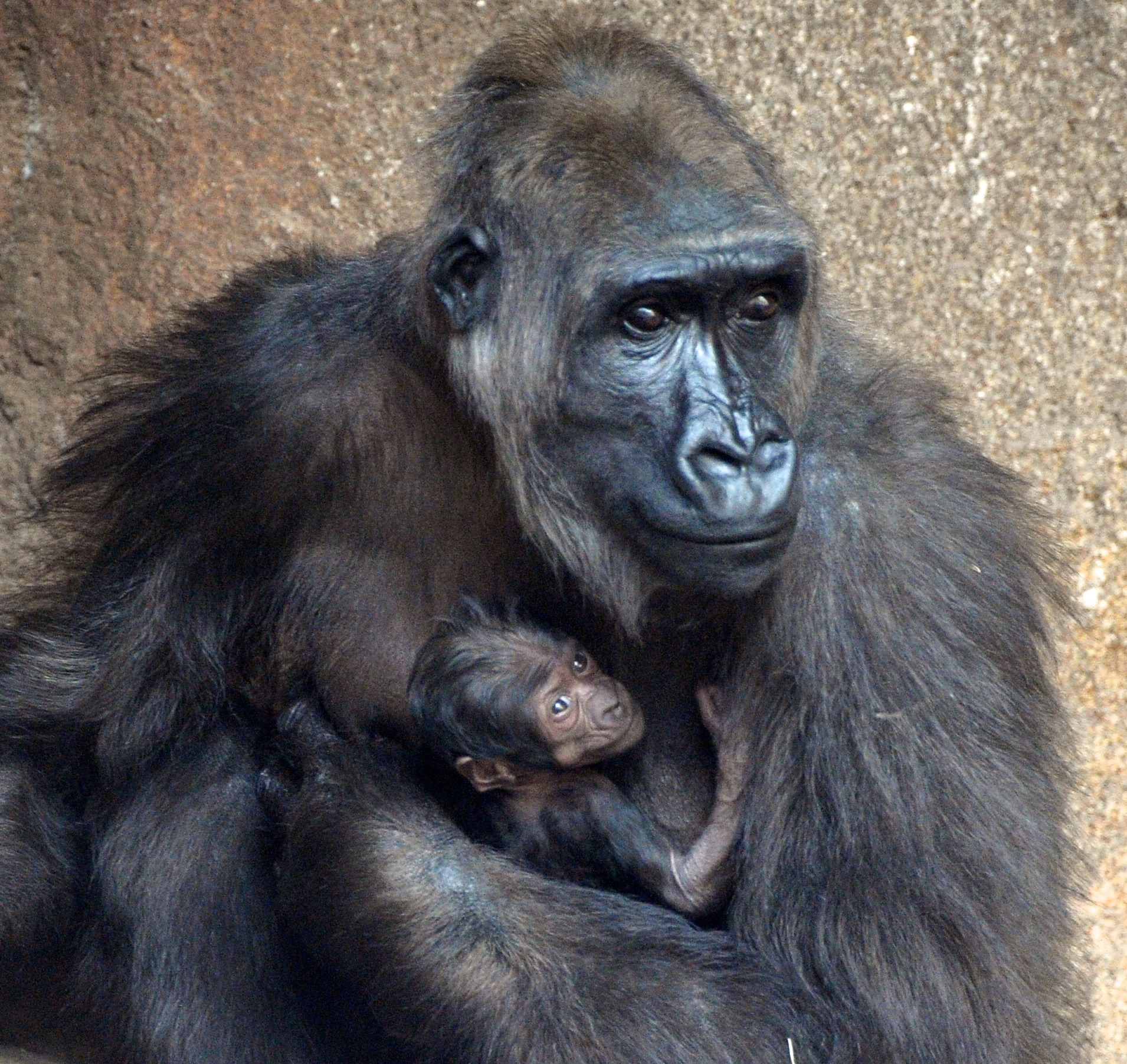 Így öleli kicsinyét a gorillamama