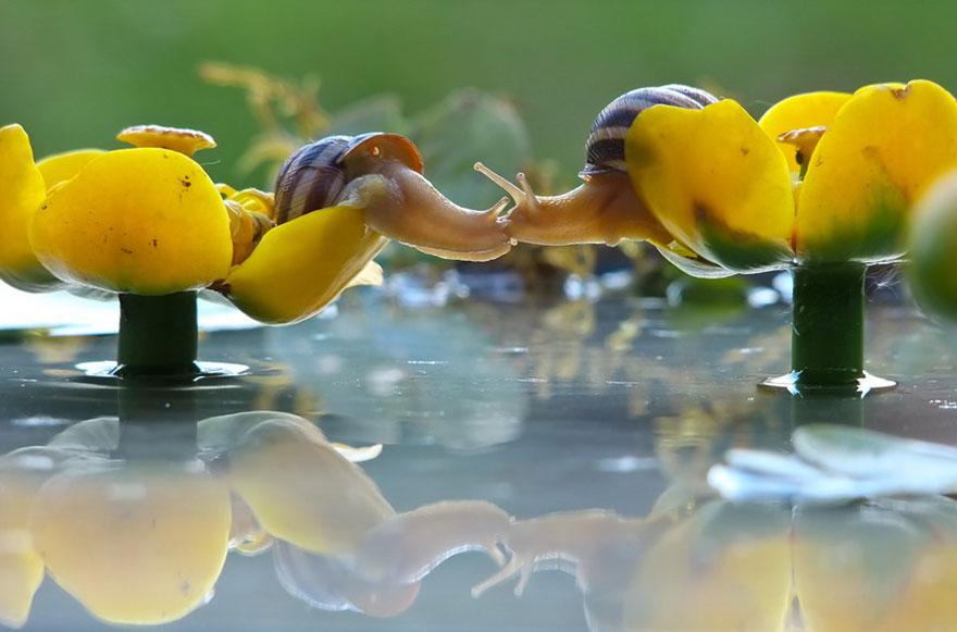 Lenyűgöző fotók: a csigák csodálatos mesevilága