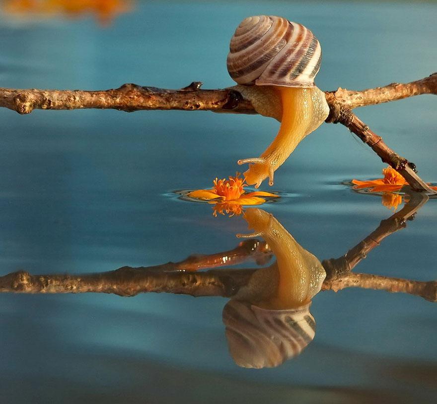 Lenyűgöző fotók: a csigák csodálatos mesevilága