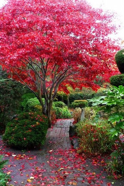 Különleges japánkertek a nagyvilágból
