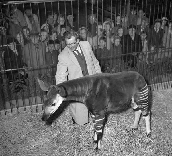 Állatkert 1955-ben - csodás, érdekes fotók