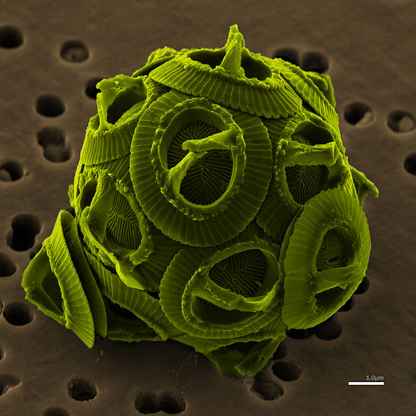 Lenyűgöző képek a mikroszkóp alól