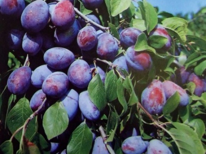 Híres magyar gyümölcsfajták 