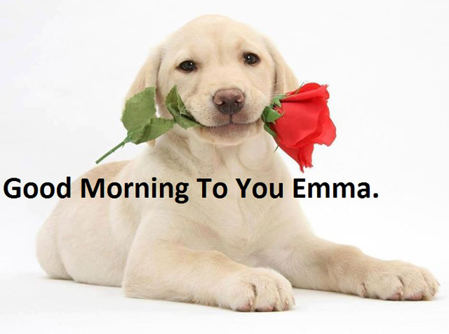 Rózsás kiskutyával kíván jó reggelt Daniel Emmának. A képet egy levél kísérte, melyben arról ír, hogyan imádkozik Emma boldogságáért. “A reggeli ébredés egyik öröme, hogy tudod, valahol, valaki meleg 