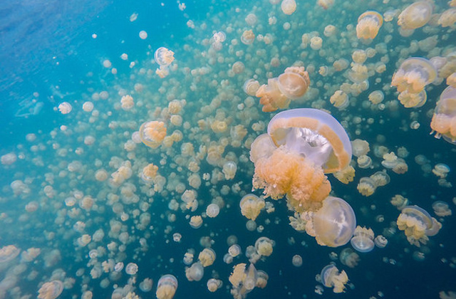 Létezik egy tó, ahol nem csípnek a medúzák - képek