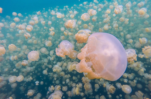 Létezik egy tó, ahol nem csípnek a medúzák - képek