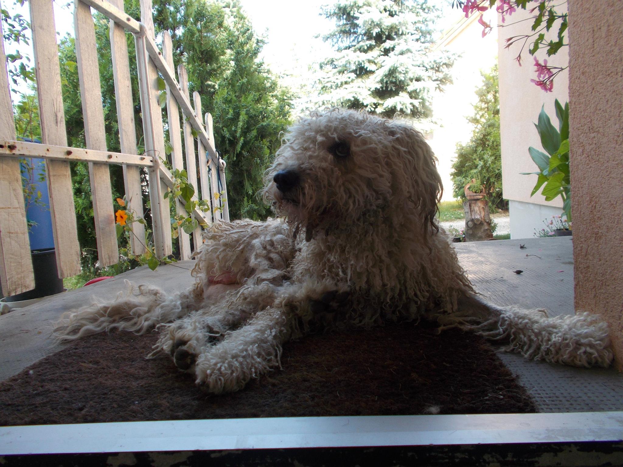 Pamacs, a menhelyi kutya második élete
