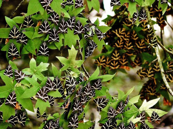 Több ezer pillangó Rodoszon