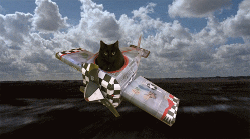Botrány a repülőn egy macska miatt