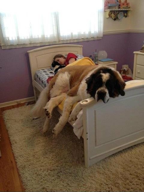 Bernáthegyi az ágyban - kutyák, akik azt hiszik, még kölykök