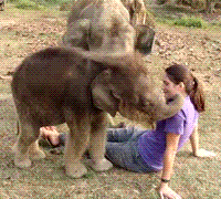 Kiderült: ezért pipálja le szaglásban az elefánt az embert
