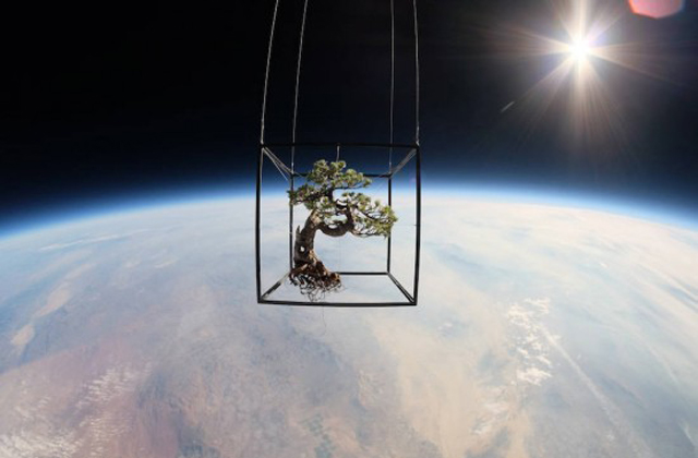Így néznek ki a növények az űrben - képek