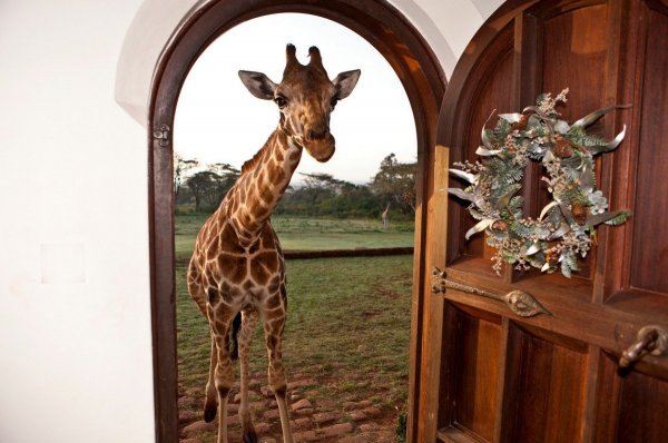 Zsiráf a hotelben? Kenyában ébredhetsz egy zsiráf puszijára