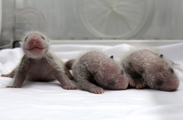 Ritka, hármasiker pandamacik születtek - fotók