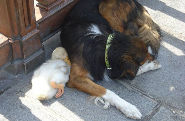 Tündéri fotók: egymáshoz bújva aludt a kutya és a kacsa