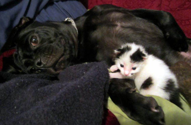 Egy kutya nevelt fel egy újszülött kiscicát - fotók