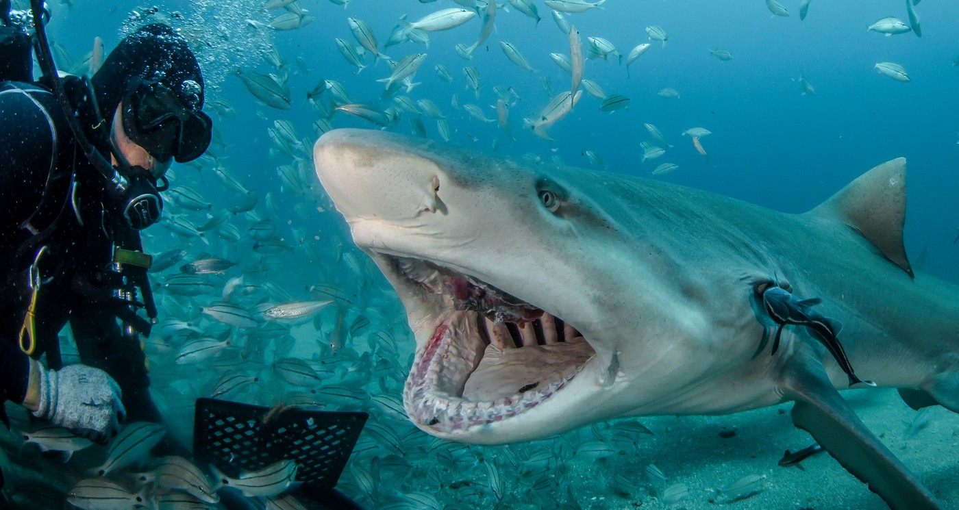 Így készül a cápás selfie