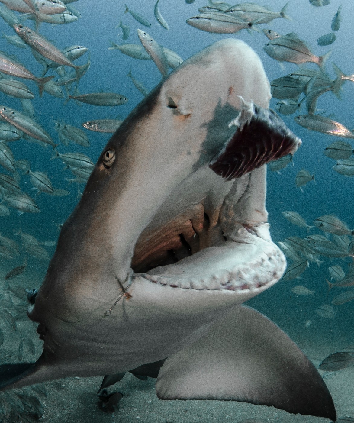 Így készül a cápás selfie