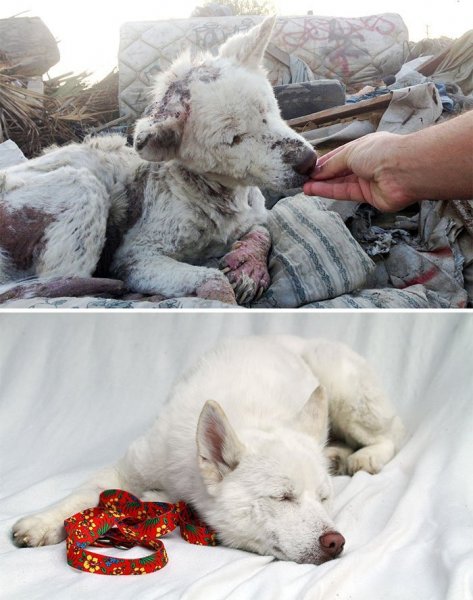 16 kutya megmentése képekben