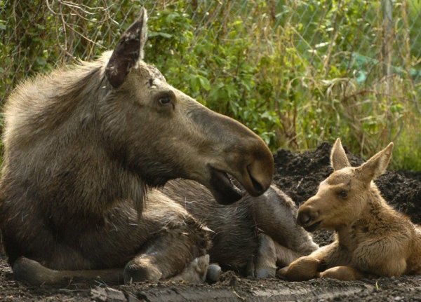 Kölykök és mamák - fotók az állatvilágból