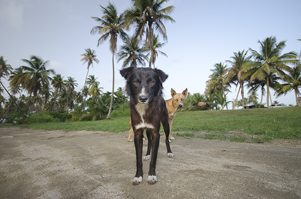 A kivert kutyák szigete - fotók