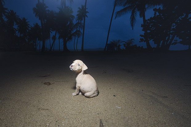 A kivert kutyák szigete - fotók