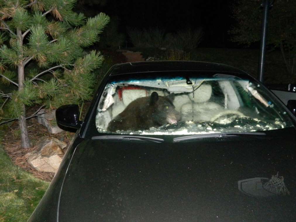 Éhes medve egy autó fogságában