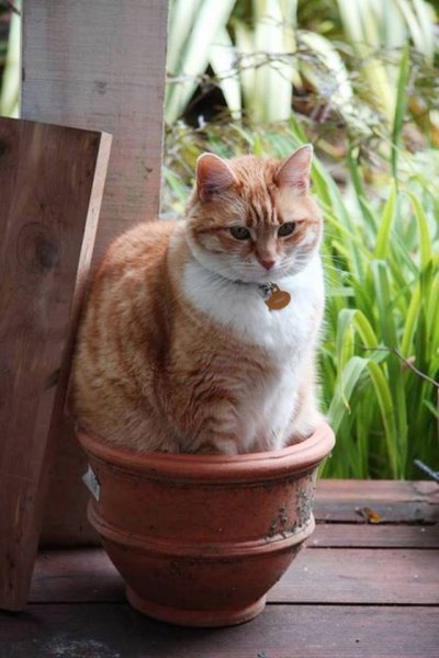 Macskák a virágtartóban - elképesztő