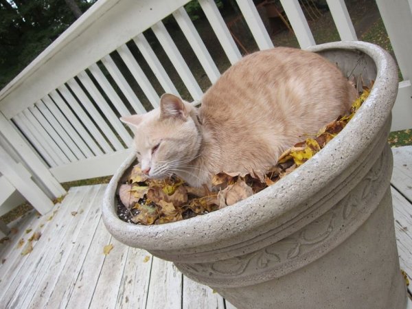 Macskák a virágtartóban - elképesztő