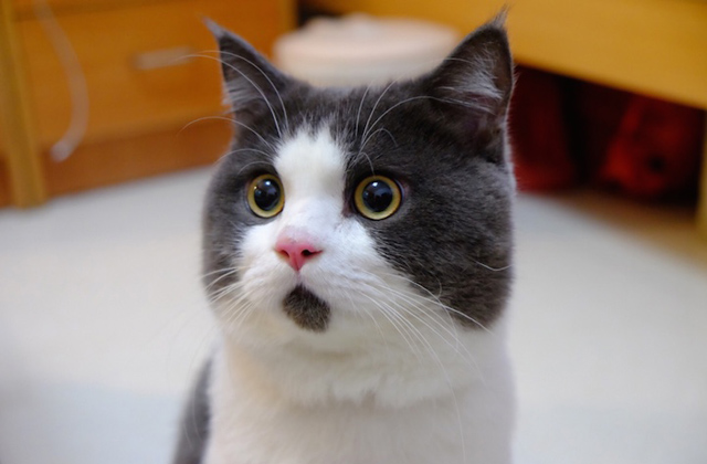 A csodálkozó macska az internet legújabb macskasztárja
