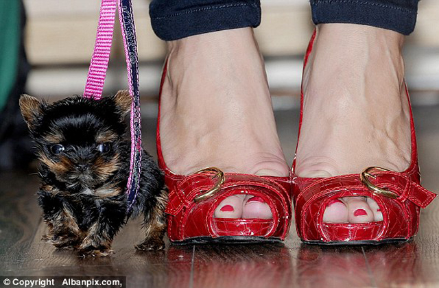 5 centi magas a világ legkisebb kutyakölyke - fotók