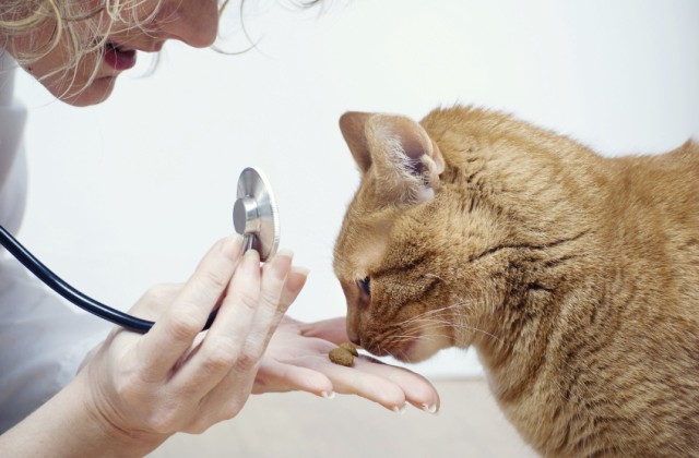 Macska egészség – így tartsd egészségesen a cicust