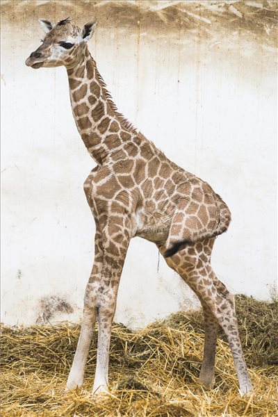 Zsiráf született a Nyíregyházi Állatparkban