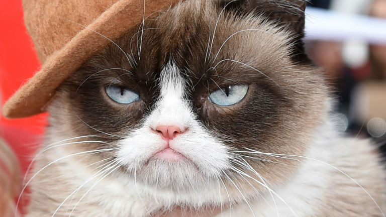 Grumpy Cat arcú celebek