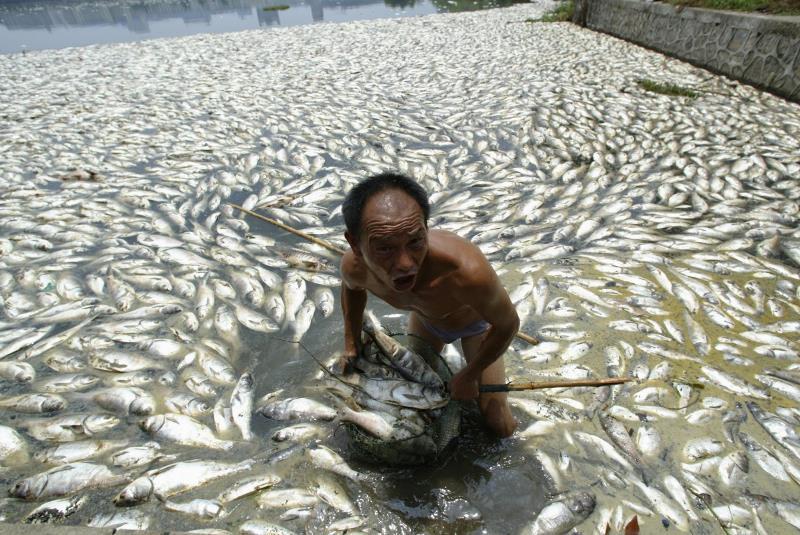 Egy helyi férfi a szennyezés miatt elpusztult halakat szedi ki a folyóból