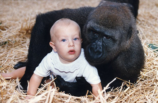 12 év után is felismerte a lányt a gorilla - videó