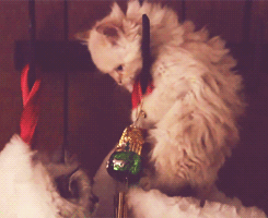 6 háziállat, aki tönkrevágta a karácsonyi dekorációt - fotók