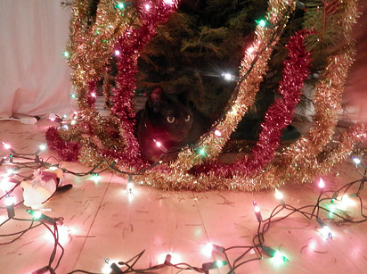 6 háziállat, aki tönkrevágta a karácsonyi dekorációt - fotók