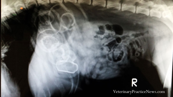 Drágám, a kutya megette az aprót! Meglepő röntgenképek állatorvosoktól